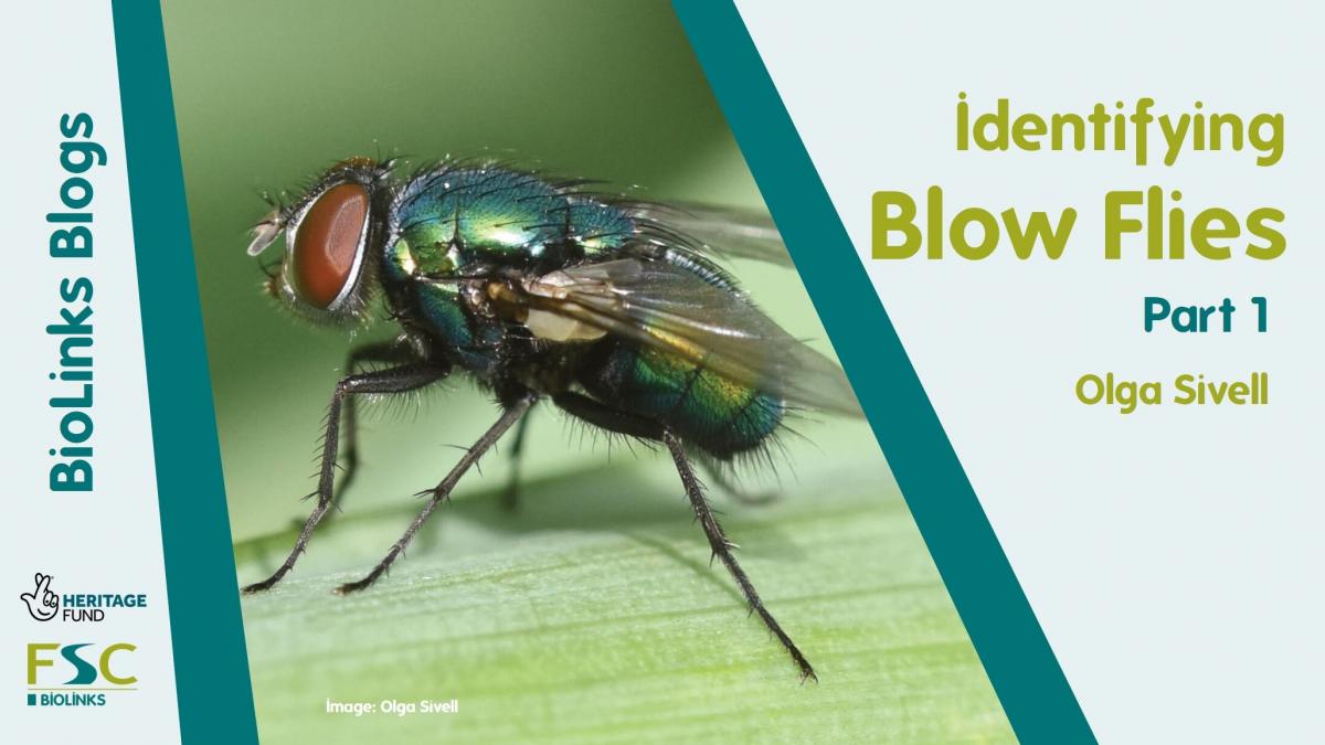 Identifying Blow Flies Part 1 Biodiversity Projects